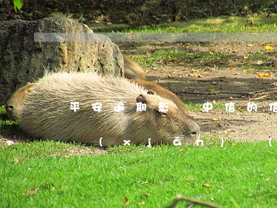 平安逾期影響中信的信用卡(欠平安信用卡保險(xiǎn)會(huì)影響)