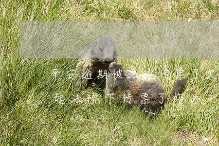 平安逾期被法院传票了(欠平安银行贷款还不起法院下传票了咋办)