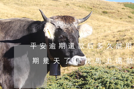 平安逾期還款后多久能用(平安銀行備用金逾期幾天了讓我馬上還款)