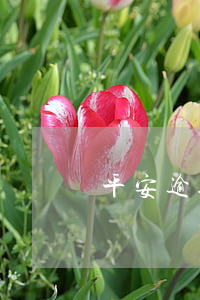 平安逾期還款提額嗎(平安還款后降額)