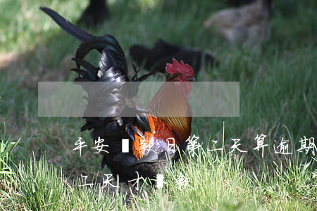 平安還款日第二天算逾期(平安銀行還款日第二天才還款)