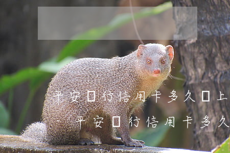 平安銀行信用卡多久會上報(bào)逾期-平安銀行信用卡多久會上報(bào)逾期記錄