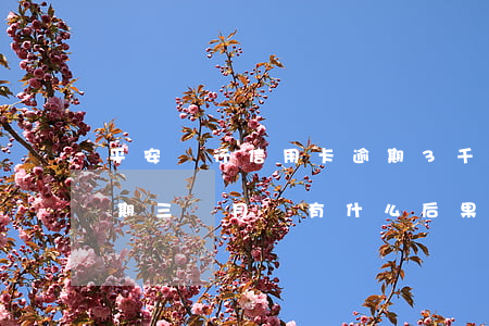 平安銀行信用卡逾期3千(平安銀行信用卡逾期三個月會有什么后果)