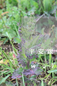 平安銀行信用卡逾期兩個(gè)月法務(wù)部上門(mén)了-平安銀行信用卡逾期兩個(gè)月法務(wù)部上門(mén)了怎么辦