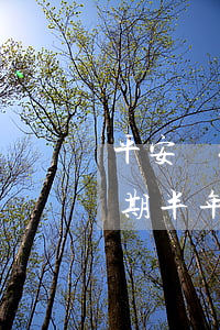 平安銀行信用卡逾期半年(平安銀行信用卡逾期半年會(huì)有什么后果真的要開(kāi)庭審理嗎)