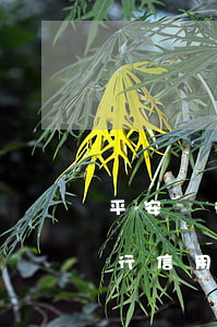 平安銀行信用卡逾期幾天會上征信-平安銀行信用卡逾期幾天會上征信報告