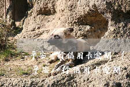 平安銀行信用卡逾期會(huì)有提醒嗎(平安銀行信用卡逾期會(huì)有提醒嗎)