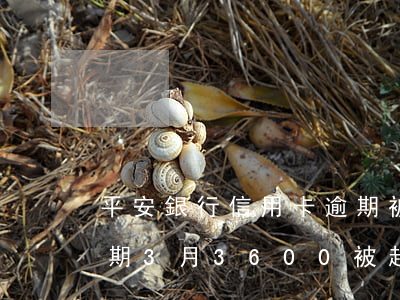 平安銀行信用卡逾期被威脅(平安銀行信用逾期3月3600被起訴怎么辦)