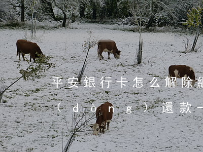 平安銀行卡怎么解除網(wǎng)貸自動(dòng)還款-平安銀行卡怎么解除網(wǎng)貸自動(dòng)還款功能