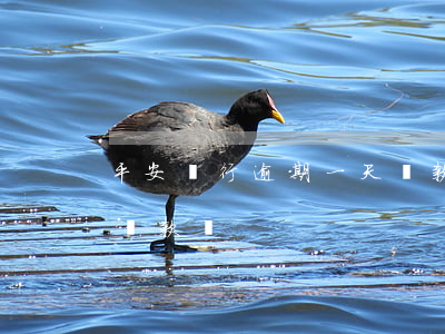 平安銀行逾期一天還款嗎(平安銀行逾期一天還款嗎)