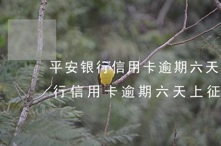 平安银行信用卡逾期六天上征信吗-平安银行信用卡逾期六天上征信吗有影响吗