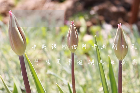 平安银行信用卡逾期几天会怎么样-平安银行信用卡逾期几天会怎么样吗