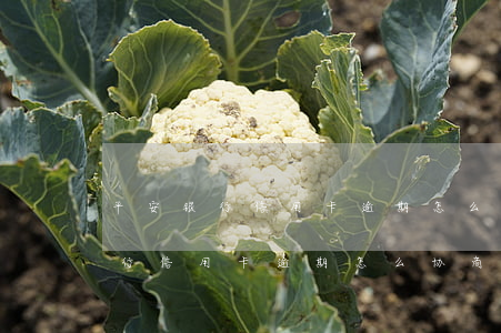 平安银行信用卡逾期怎么协商分期-平安银行信用卡逾期怎么协商分期还款