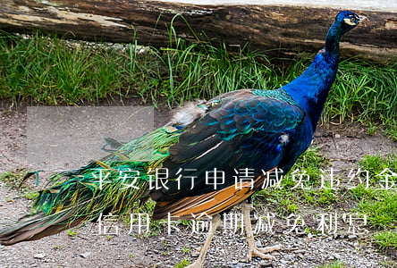 平安银行申请减免违约金和利息可以吗?（平安信用卡逾期减免利息）