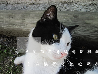 平安银行贷款逾期被起诉立案后怎么解决-平安银行贷款逾期被起诉立案后怎么解决呢