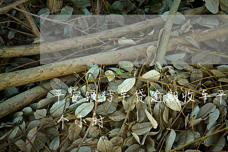 平安银行车贷逾期收车(平安银行车贷逾期几个小时)