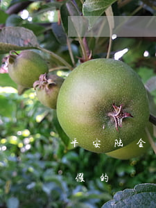 平安陆金所起诉我逾期(平安陆金所贷款真的假的)