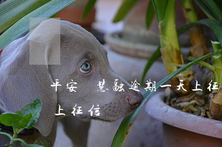 平安陸慧融逾期一天上征信(平安普惠陸金服上征信嗎)