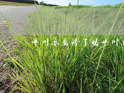 平川办离婚了吗(平川办离婚了吗)