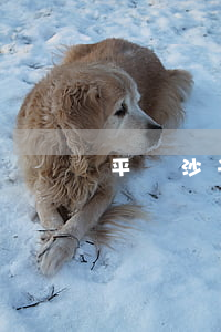平樂沙子離婚女人