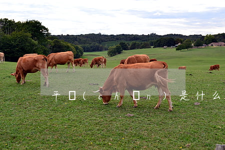 平產(chǎn)是什么意思