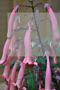 平臺(tái)借款逾期什么意思 那些借款平臺(tái)逾期要不要緊