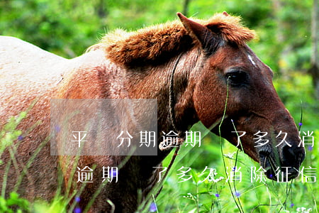 平臺分期逾期還了多久消除征信-平臺分期逾期還了多久消除征信記錄