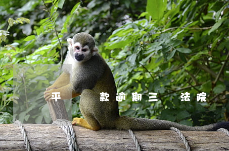 平臺貸款逾期三萬法院會怎么判