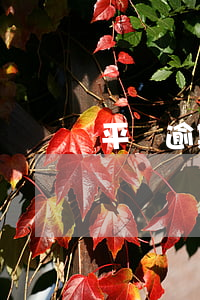 平臺逾期恐嚇-平臺逾期恐嚇怎么辦