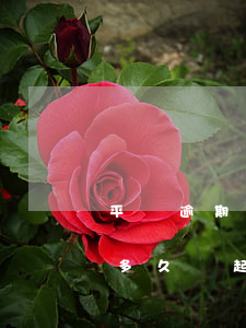 平臺逾期起訴時效(正規(guī)平臺逾期多久會起訴)