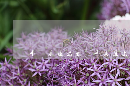 平順房屋出租(順平房屋出售)