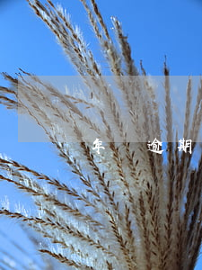 年報逾期情況說明(年報逾期情況說明)