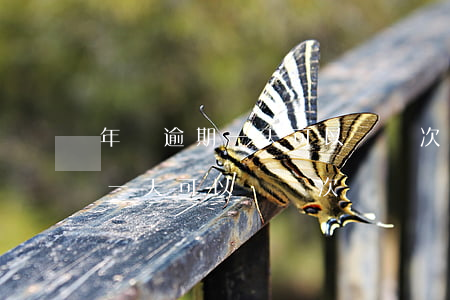 年審逾期一天可以開兩次罰單嗎-年審逾期一天可以開兩次罰單嗎怎么處理