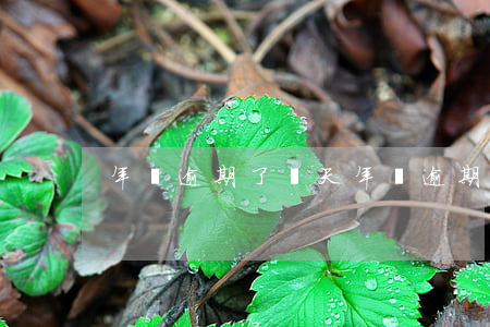年審逾期了幾天（年審逾期超7天）