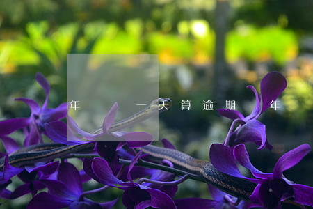 年審過一天算逾期嗎(年審過一天算逾期嗎)