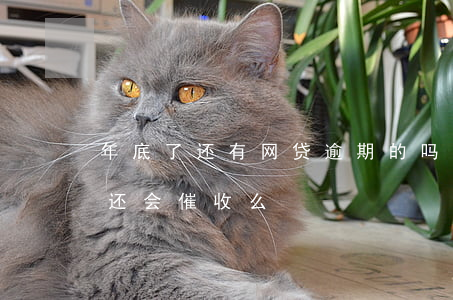 年底了还有网贷逾期的吗(网贷逾期过年期间还会催收么)