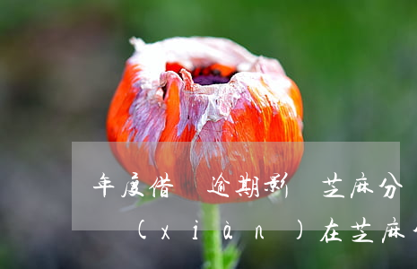 年度借唄逾期影響芝麻分嗎(之前借唄逾期過 現(xiàn)在芝麻分很低怎么辦)