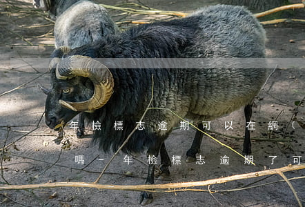 年檢標志逾期可以在網(wǎng)上辦理嗎-年檢標志逾期了可以在12123