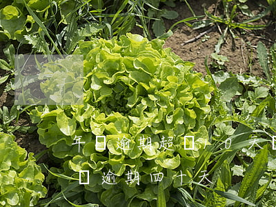 年檢逾期超過10天會(huì)罰款嗎（年檢逾期四十天）