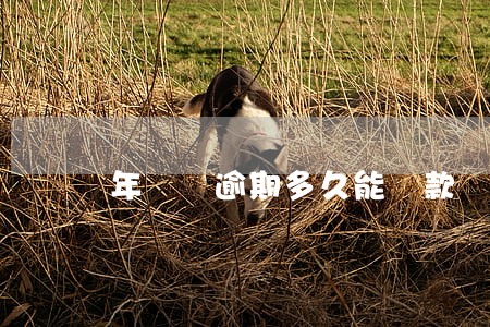 年貨貸逾期多久能還款(當前有逾期可以貸款嗎)