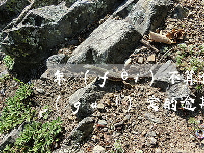 年費(fèi)不算逾期(國(guó)家規(guī)定的逾期費(fèi)用)