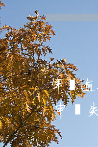 年費逾期異議申請失敗的原因 年費逾期異議申請失敗的原因怎么寫