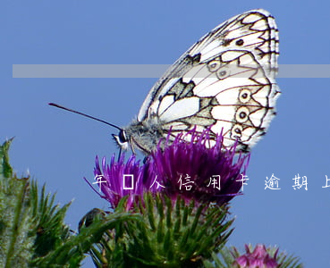 年輕人信用卡逾期（上海年輕人欠信用卡）