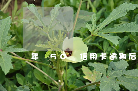 年過50歲信用卡逾期后怎么辦
