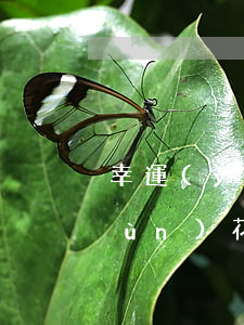 幸運(yùn)花貸款逾期怎么辦(幸運(yùn)花貸款逾期怎么辦)