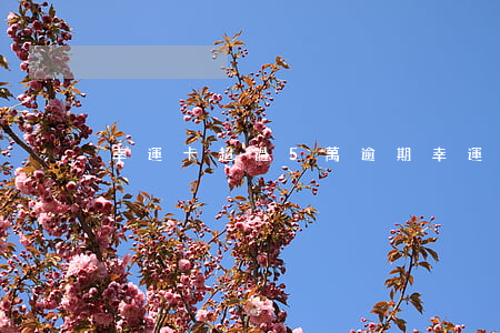 幸運卡超過5萬逾期 幸運卡貸款
