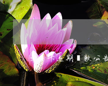 幸運卡逾期還款公告