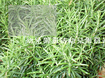 幼兒園罰站(幼兒園罰站)