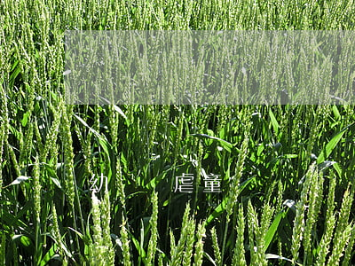 幼兒園虐童