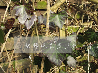 幼师现在多少钱一个月(幼师现在多少钱一个月)